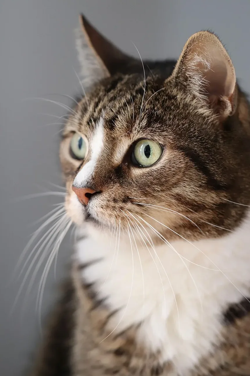Mudanças de Comportamento em Gatos Idosos: Compreendendo e Lidando com as Alterações