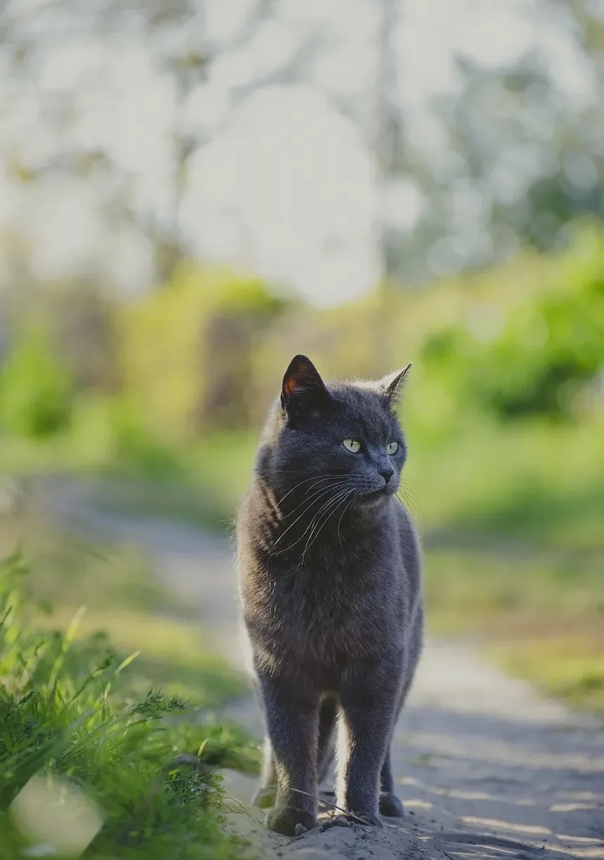 Mudanças de Comportamento em Gatos Idosos: Compreendendo e Lidando com as Alterações