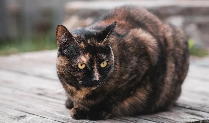 Mudanças de Comportamento em Gatos Idosos: Compreendendo e Lidando com as Alterações