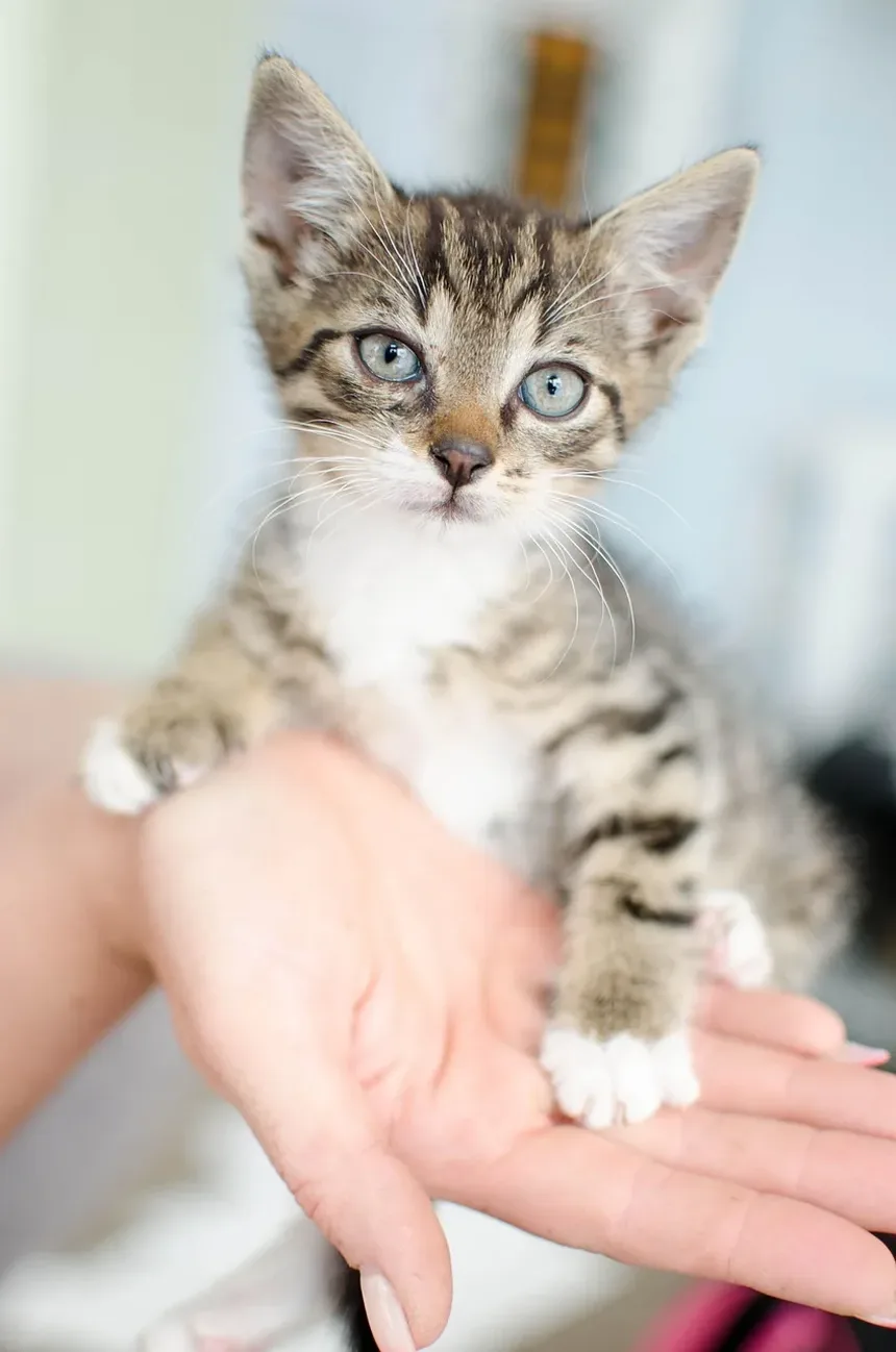 Melhor Ração para Gatos de Apartamento que Vomitam