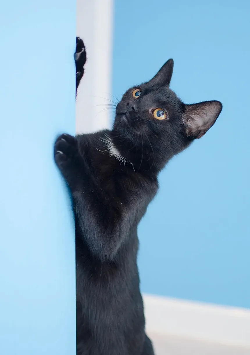 Melhor Ração para Gatos de Apartamento que Vomitam