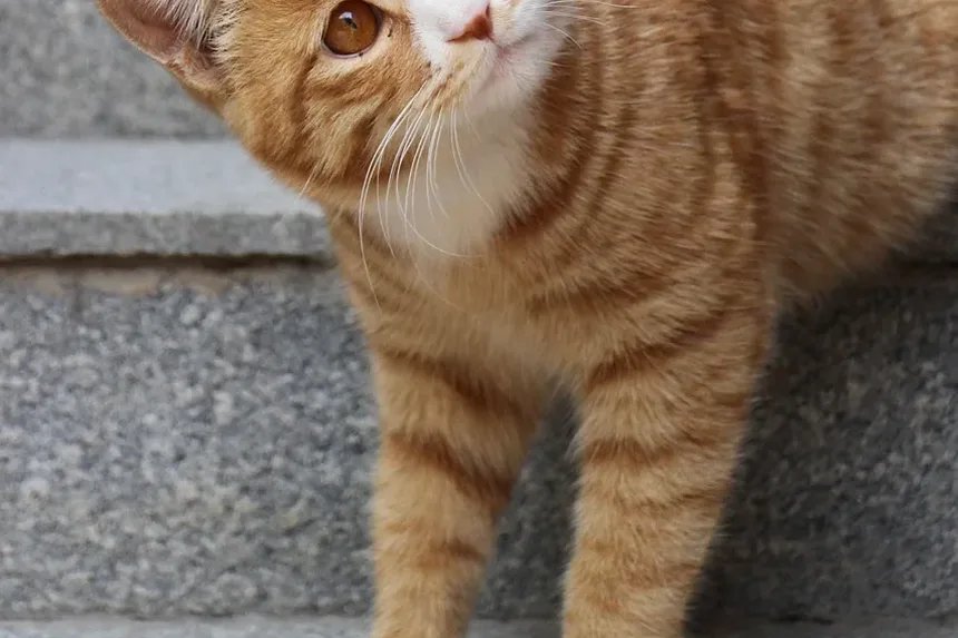 Melhor Ração para Gatos de Apartamento que Vomitam