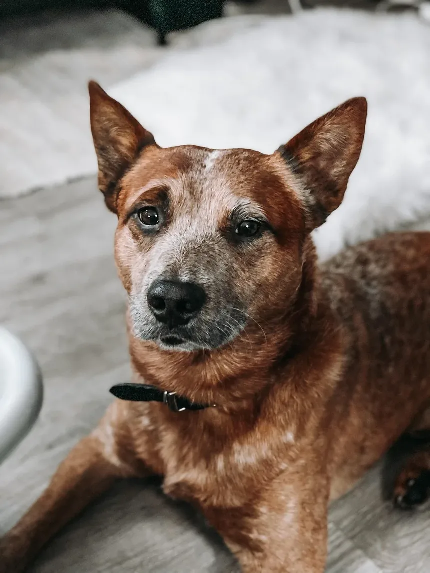 Melhor Comida Caseira para Cães Lactantes
