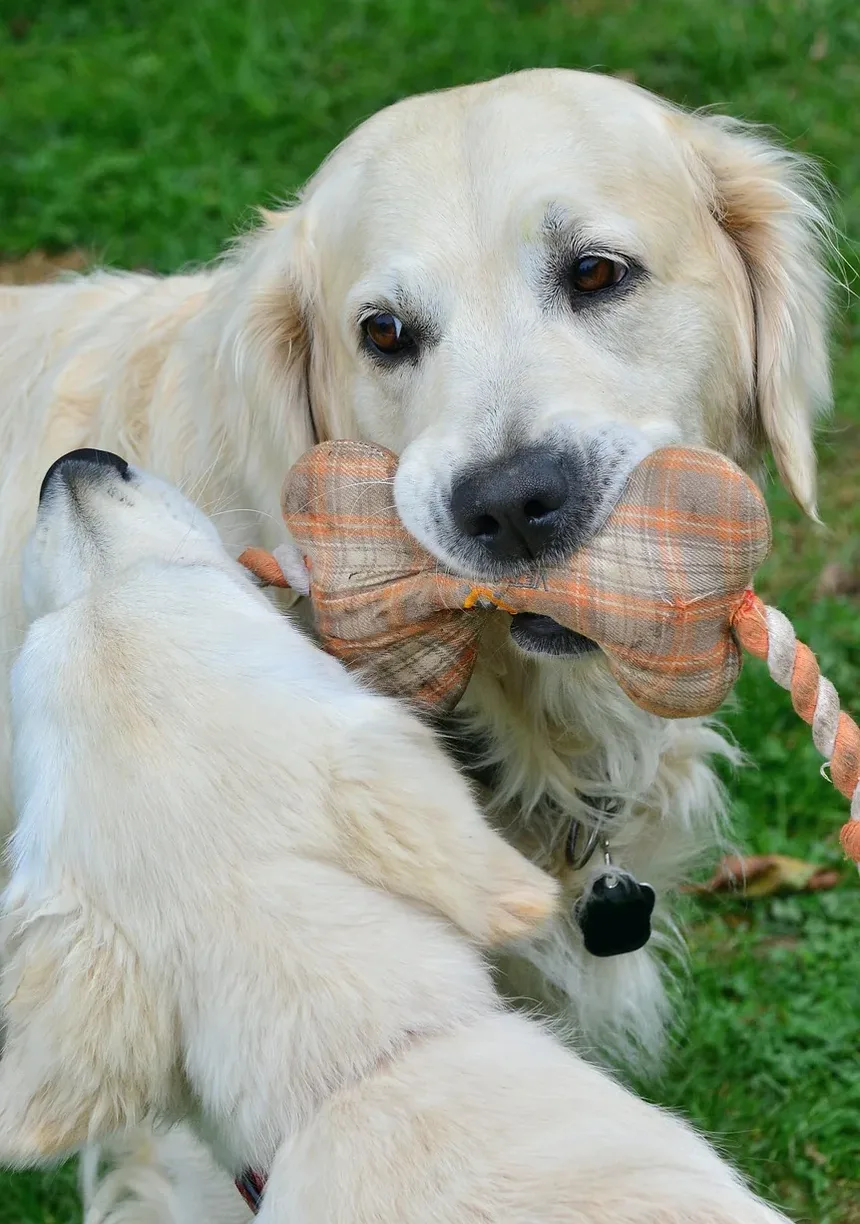 Melhor Comida Caseira para Cães Lactantes