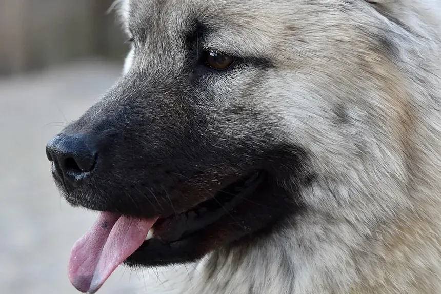 Melhor Comida Caseira para Cães Lactantes