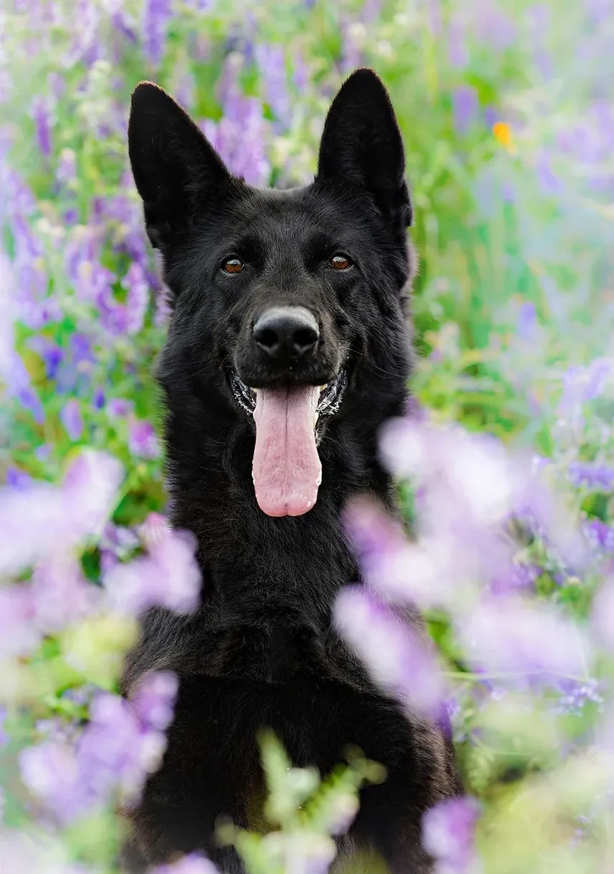 Melhores Suplementos para a Visão dos Cães: Melhorando a Visão Canina Naturalmente