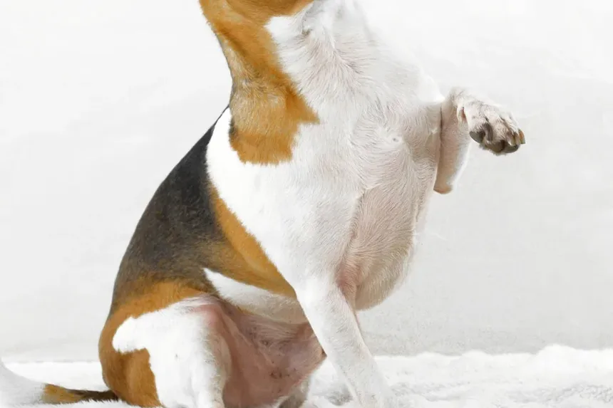 Melhores Suplementos para a Visão dos Cães: Melhorando a Visão Canina Naturalmente