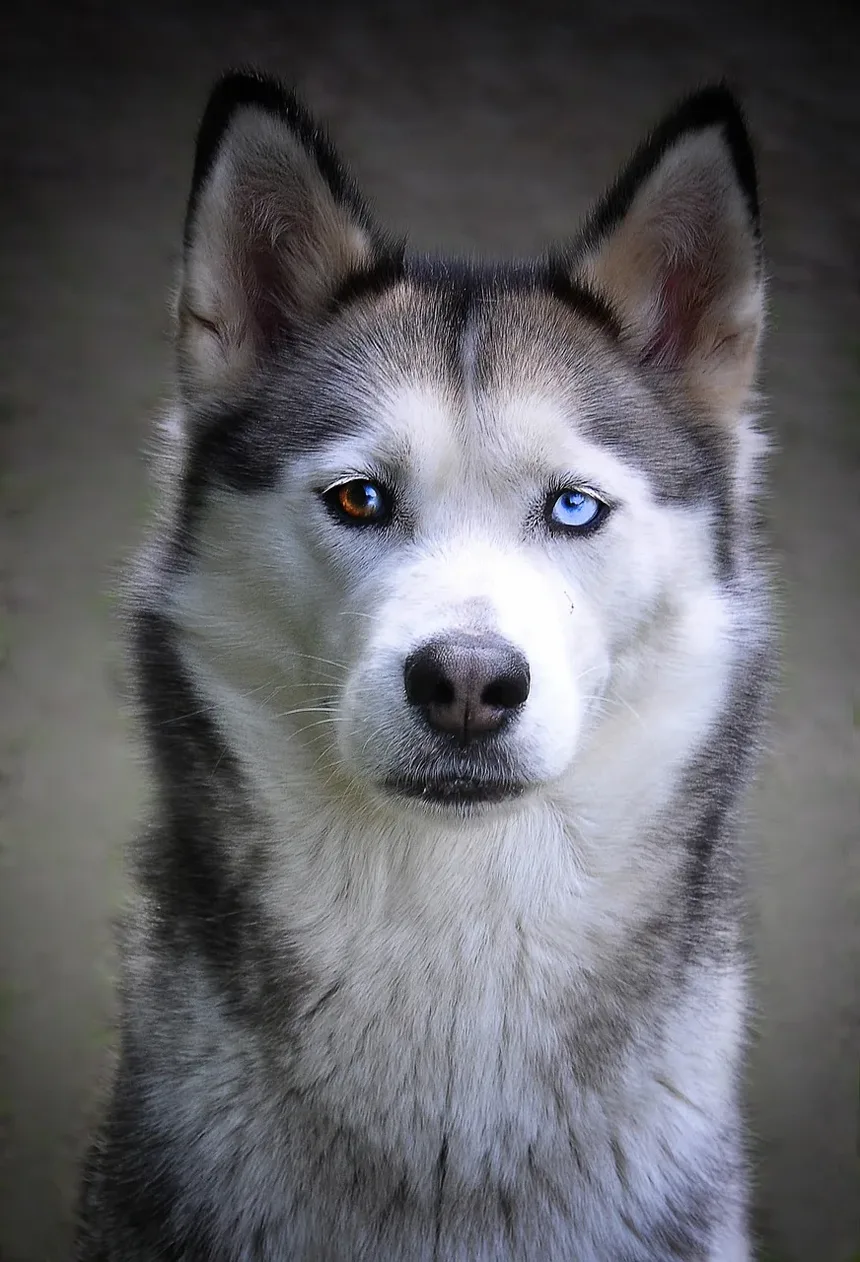 Melhores Suplementos para Cães com Ansiedade: Um Guia Completo