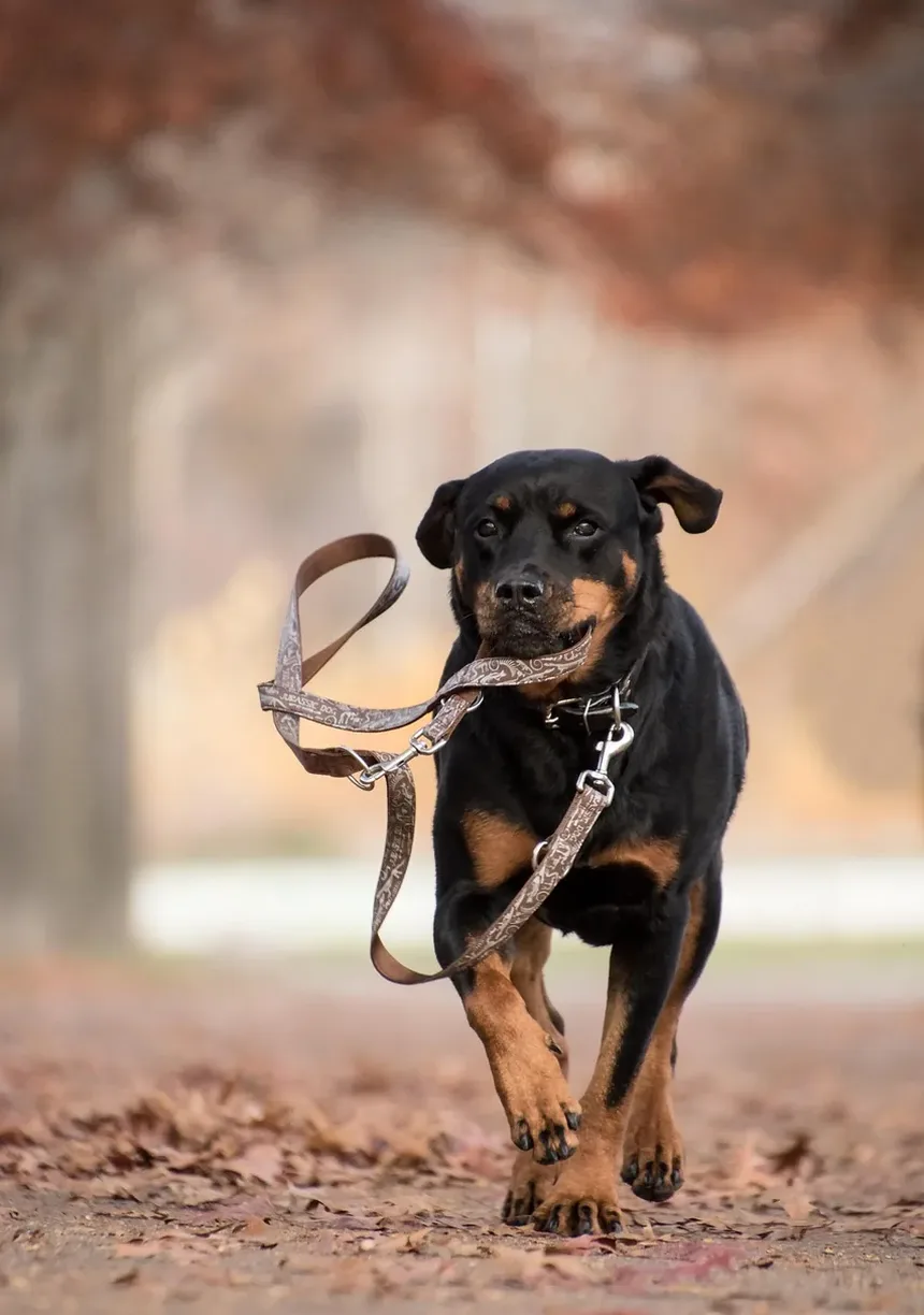 Melhores Suplementos para Cães com Ansiedade: Um Guia Completo