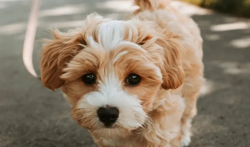 Melhores Suplementos para Cães com Ansiedade: Um Guia Completo
