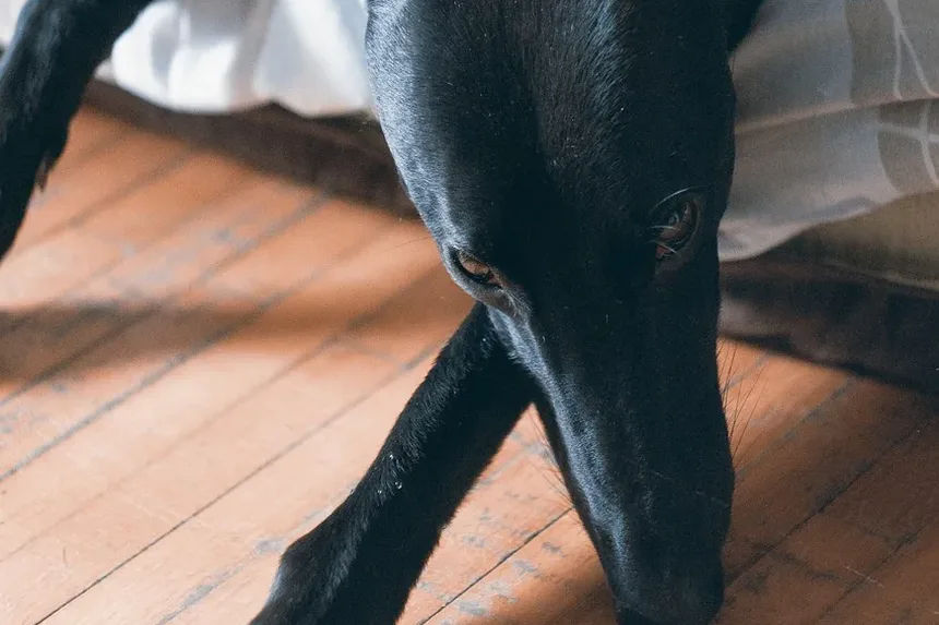 Melhores Suplementos para Cães com Ansiedade: Um Guia Completo