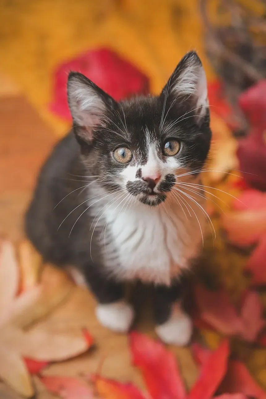 A Personalidade de um Gato Pode Mudar Após Cirurgia?