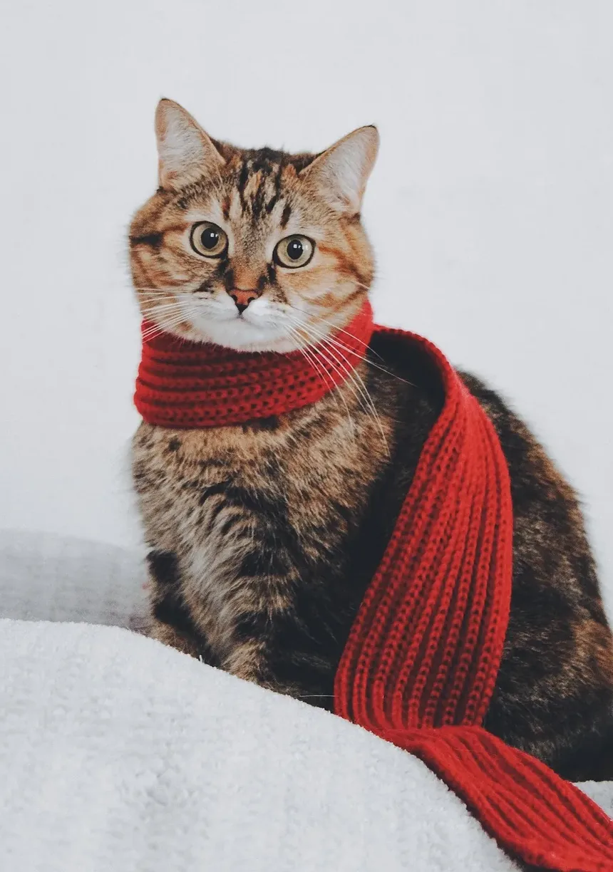 A Personalidade de um Gato Pode Mudar Após Cirurgia?