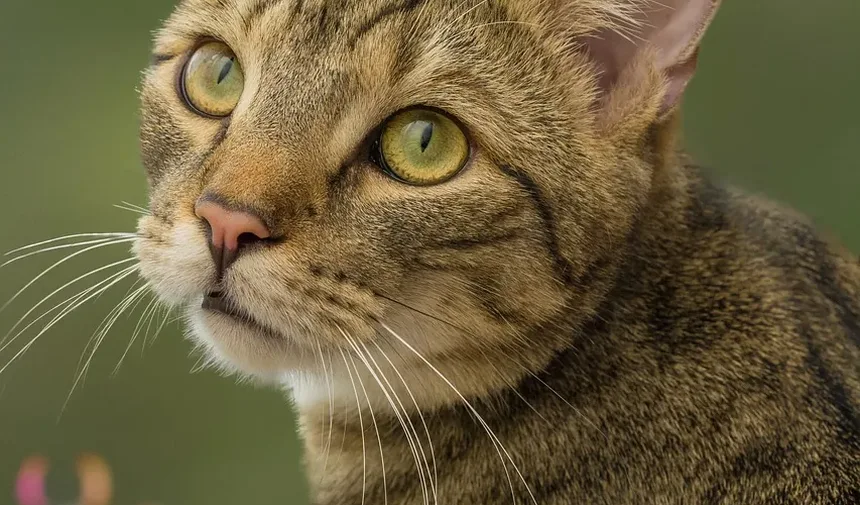 A Personalidade de um Gato Pode Mudar Após Cirurgia?