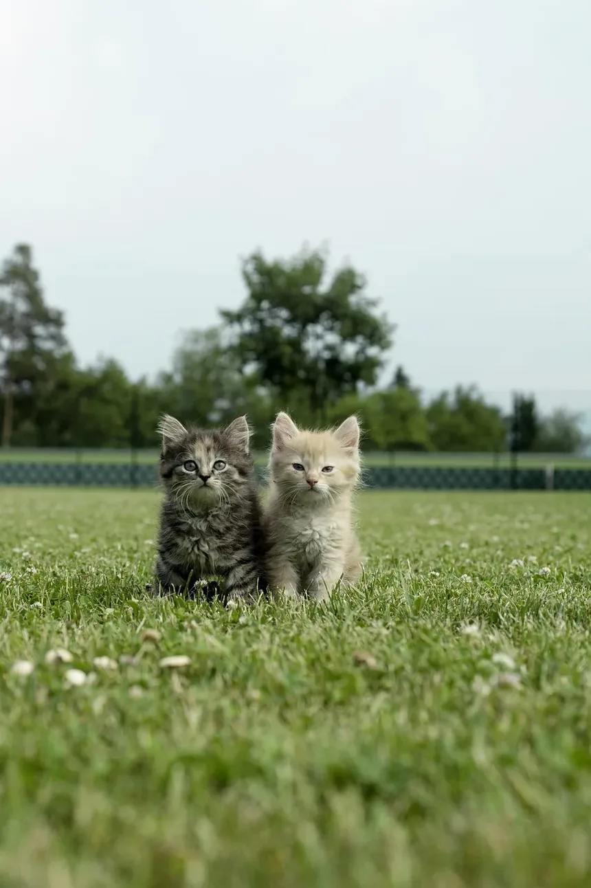 Os Gatos Conseguem Ler a Linguagem Corporal? Entendendo a Comunicação Felina