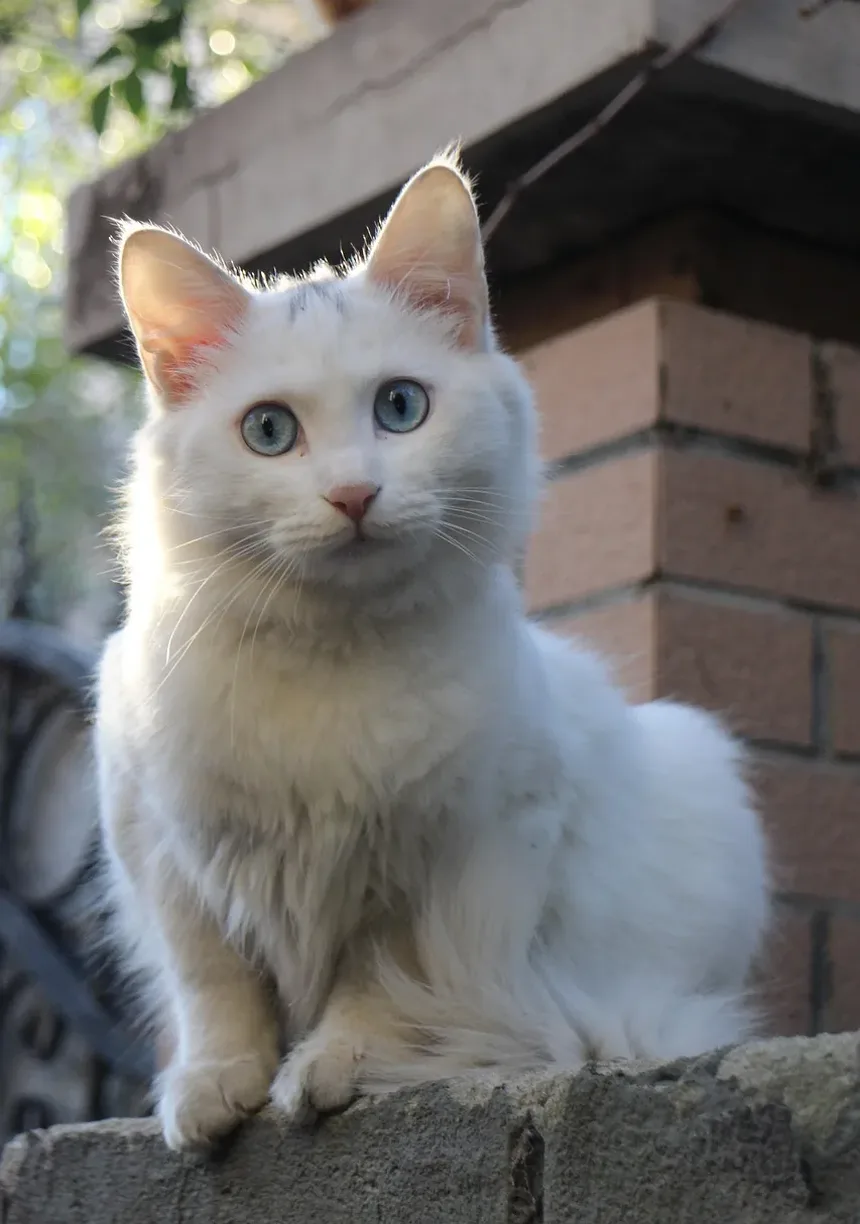Os Gatos Conseguem Ler a Linguagem Corporal? Entendendo a Comunicação Felina