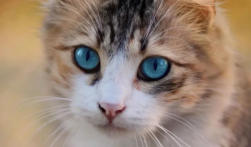 Os Gatos Conseguem Ler a Linguagem Corporal? Entendendo a Comunicação Felina