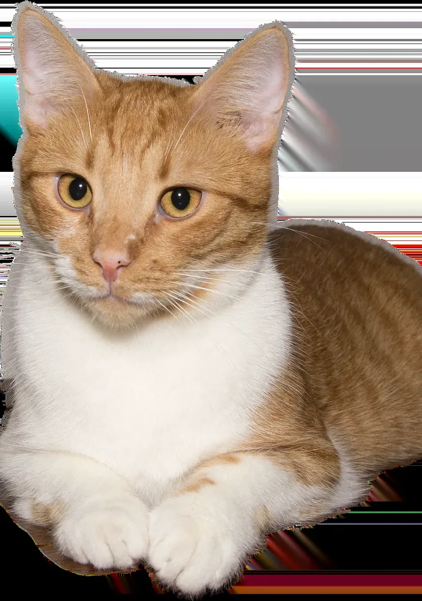 Compreendendo os Sintomas de Alergia de Pele em Gatos: Um Guia Completo