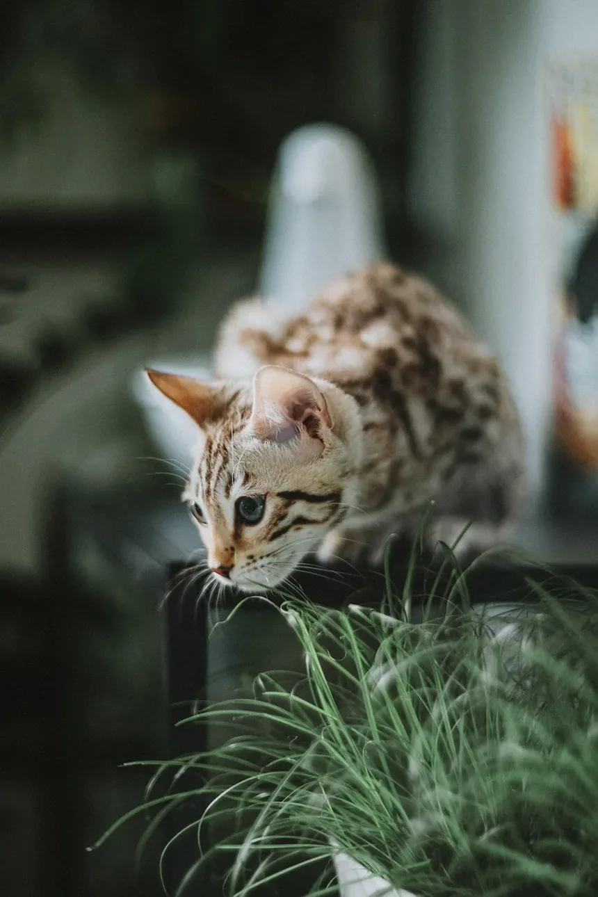 Causas das Manchas de Queda de Pelo em Gatos: Entendendo a Alopecia Felina