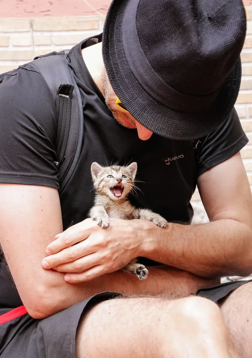 Causas das Manchas de Queda de Pelo em Gatos: Entendendo a Alopecia Felina