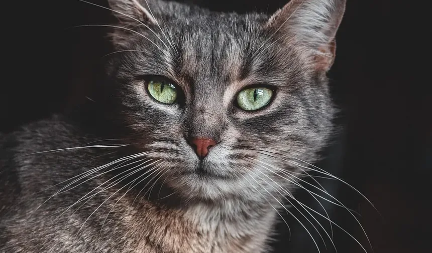 Causas das Manchas de Queda de Pelo em Gatos: Entendendo a Alopecia Felina