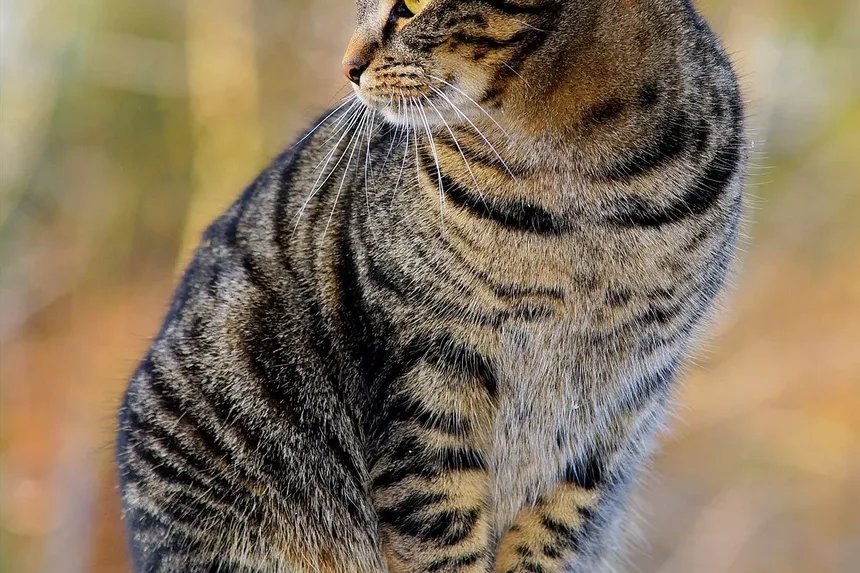 Causas das Manchas de Queda de Pelo em Gatos: Entendendo a Alopecia Felina