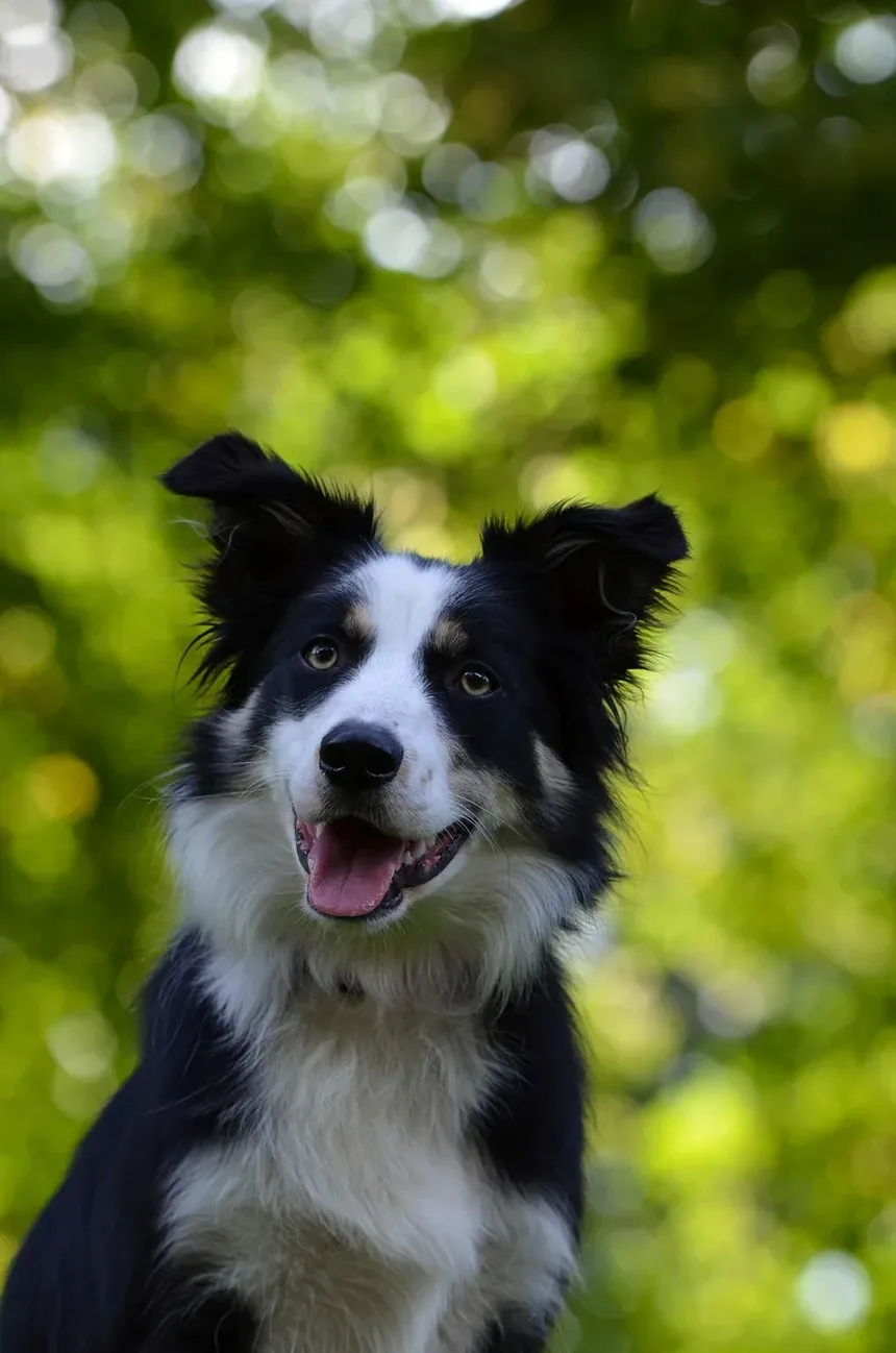 Condições Comuns de Pele em Cães Maltês