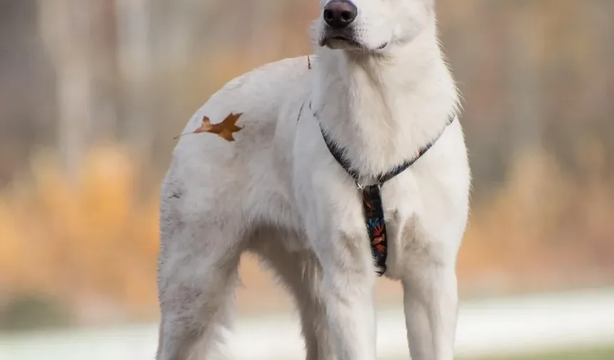 Condições Comuns de Pele em Cães Maltês