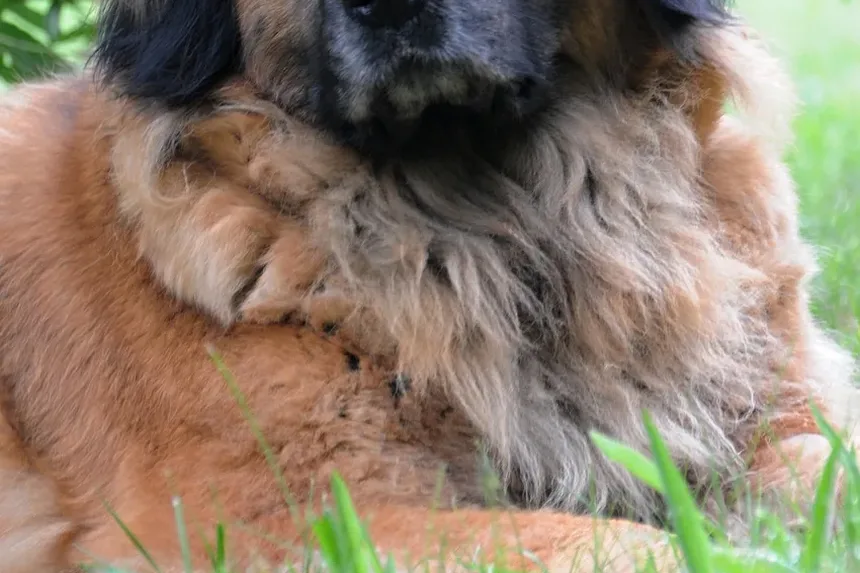 Condições Comuns de Pele em Cães Maltês