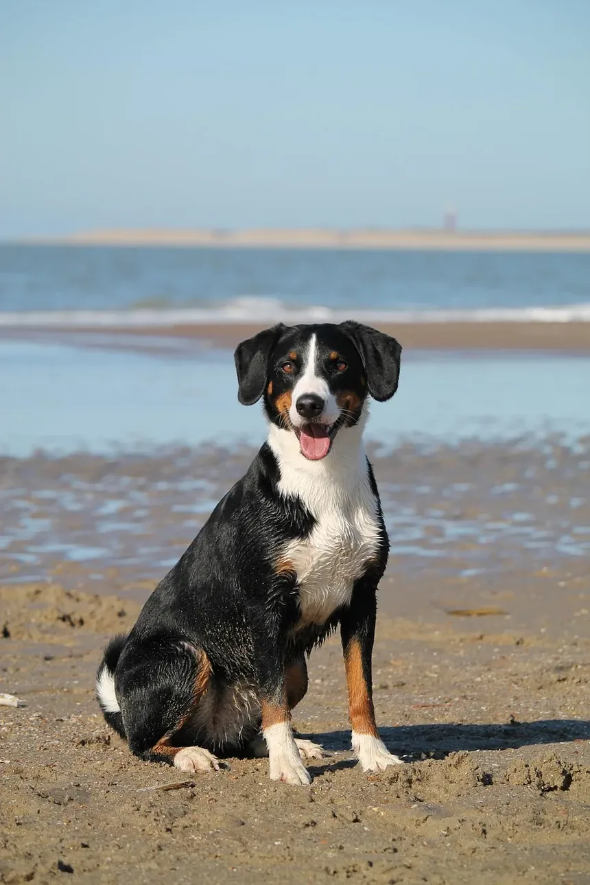 Diretrizes para o Manejo do Diabetes em Cães: Uma Visão Abrangente