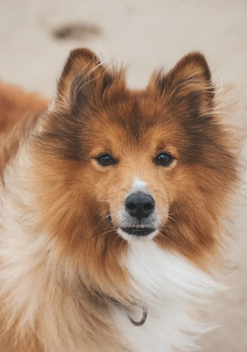 Diretrizes para o Manejo do Diabetes em Cães: Uma Visão Abrangente