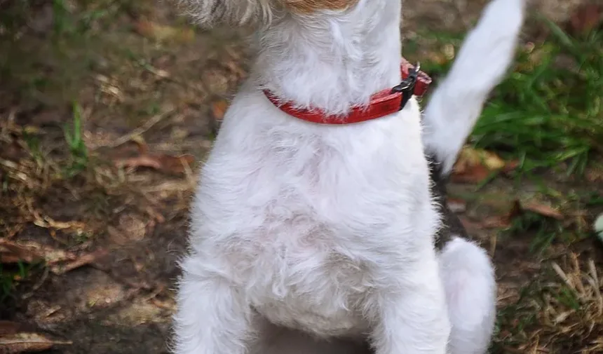 Diretrizes para o Manejo do Diabetes em Cães: Uma Visão Abrangente