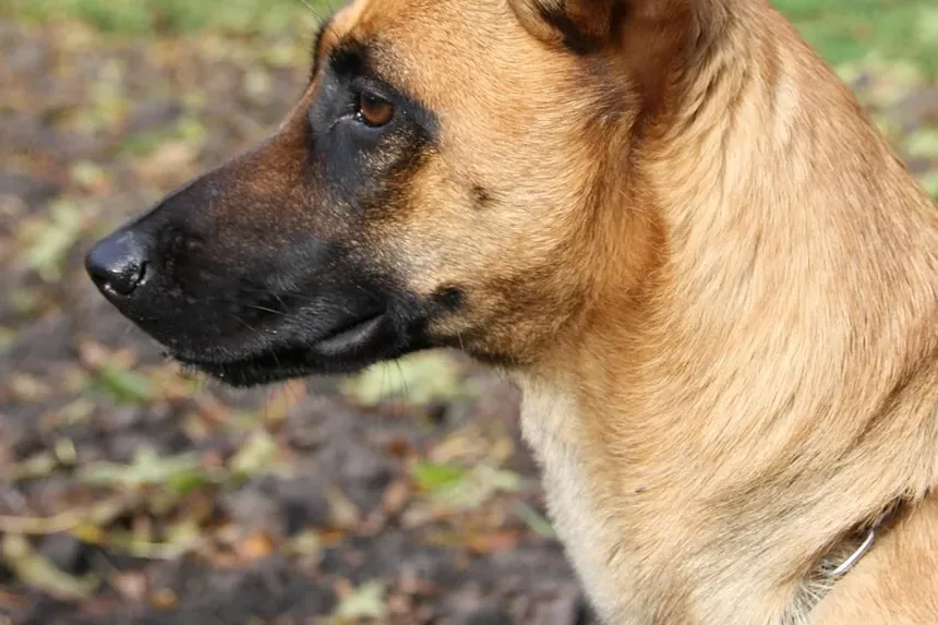 Diretrizes para o Manejo do Diabetes em Cães: Uma Visão Abrangente