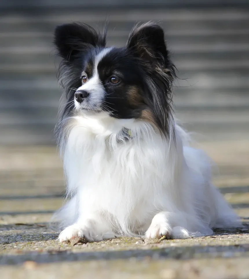 Requisitos de Exercício para Cães por Raça: Um Guia Completo