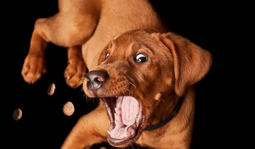 Requisitos de Exercício para Cães por Raça: Um Guia Completo