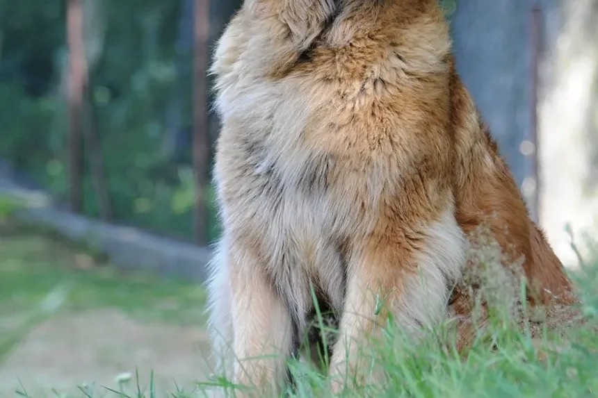 Requisitos de Exercício para Cães por Raça: Um Guia Completo