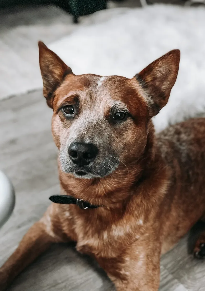 Sinais Precoces de Câncer de Pele em Cães: Reconhecendo Sintomas para Intervenção Oportuna