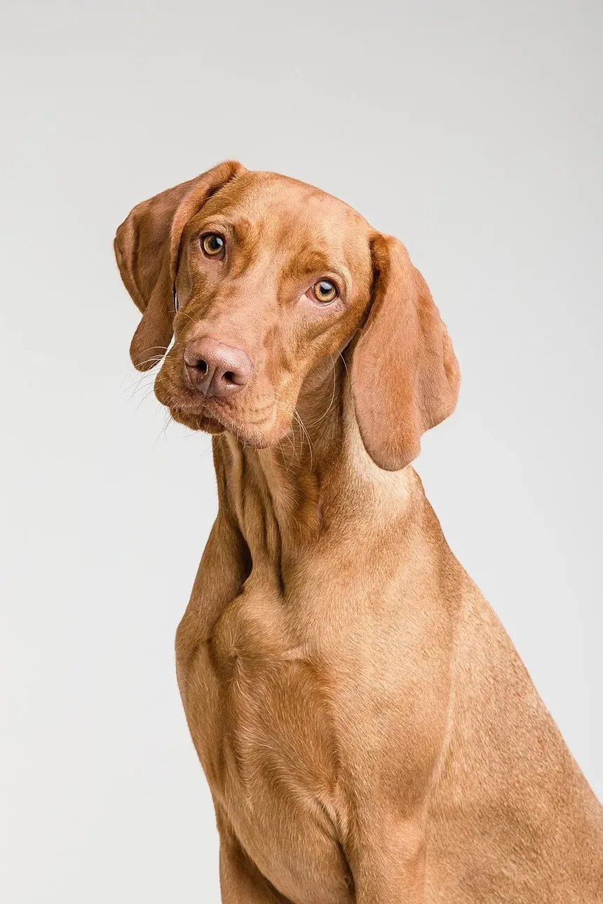 Dicas de Primeiros Socorros para Mordidas de Animais: Orientações Essenciais para Donos de Pets
