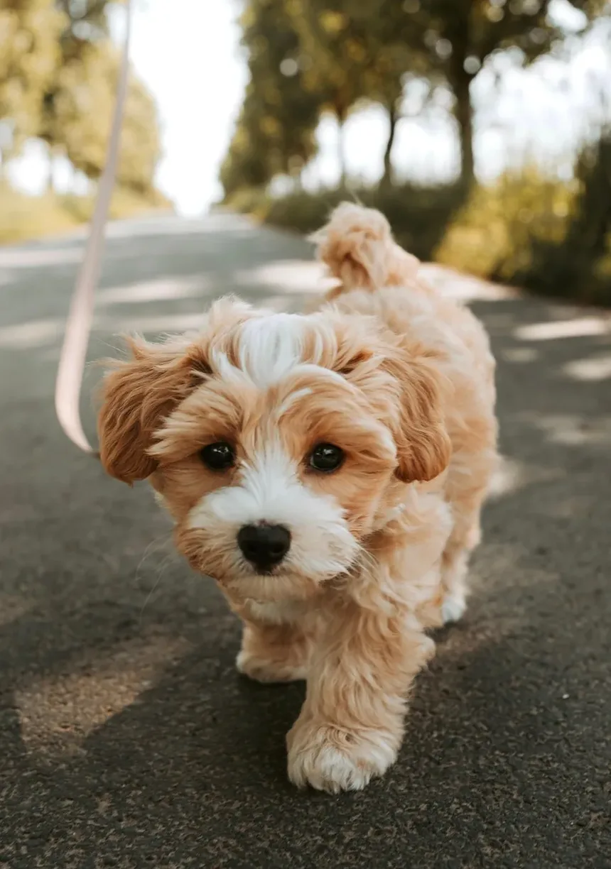 Dicas de Primeiros Socorros para Mordidas de Animais: Orientações Essenciais para Donos de Pets