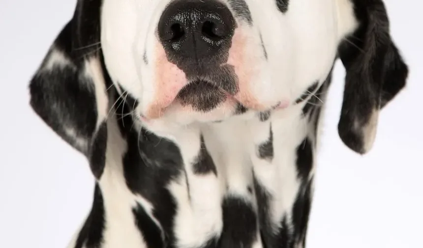 Dicas de Primeiros Socorros para Mordidas de Animais: Orientações Essenciais para Donos de Pets