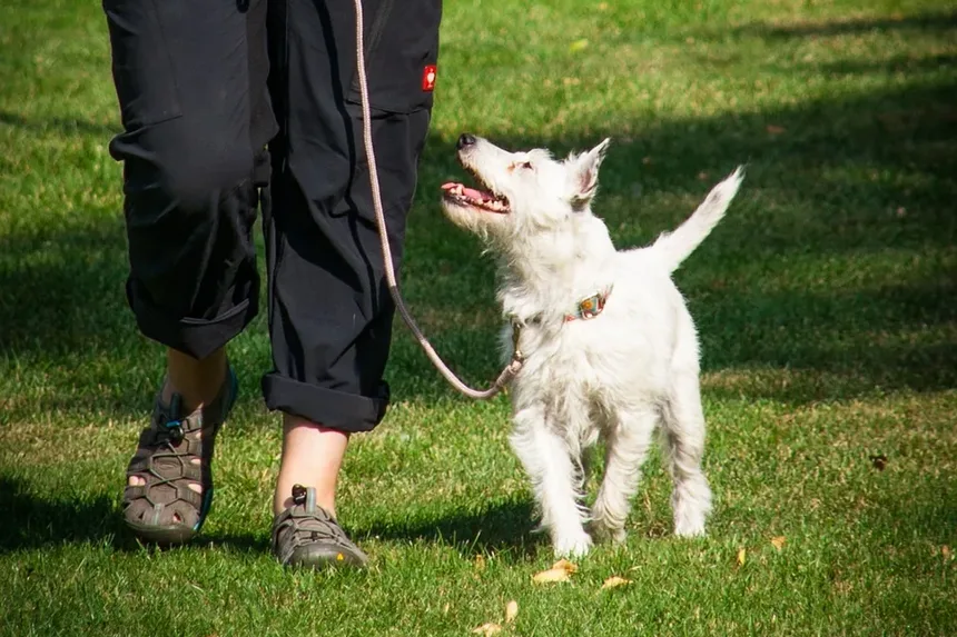 Dicas de Primeiros Socorros para Mordidas de Animais: Orientações Essenciais para Donos de Pets