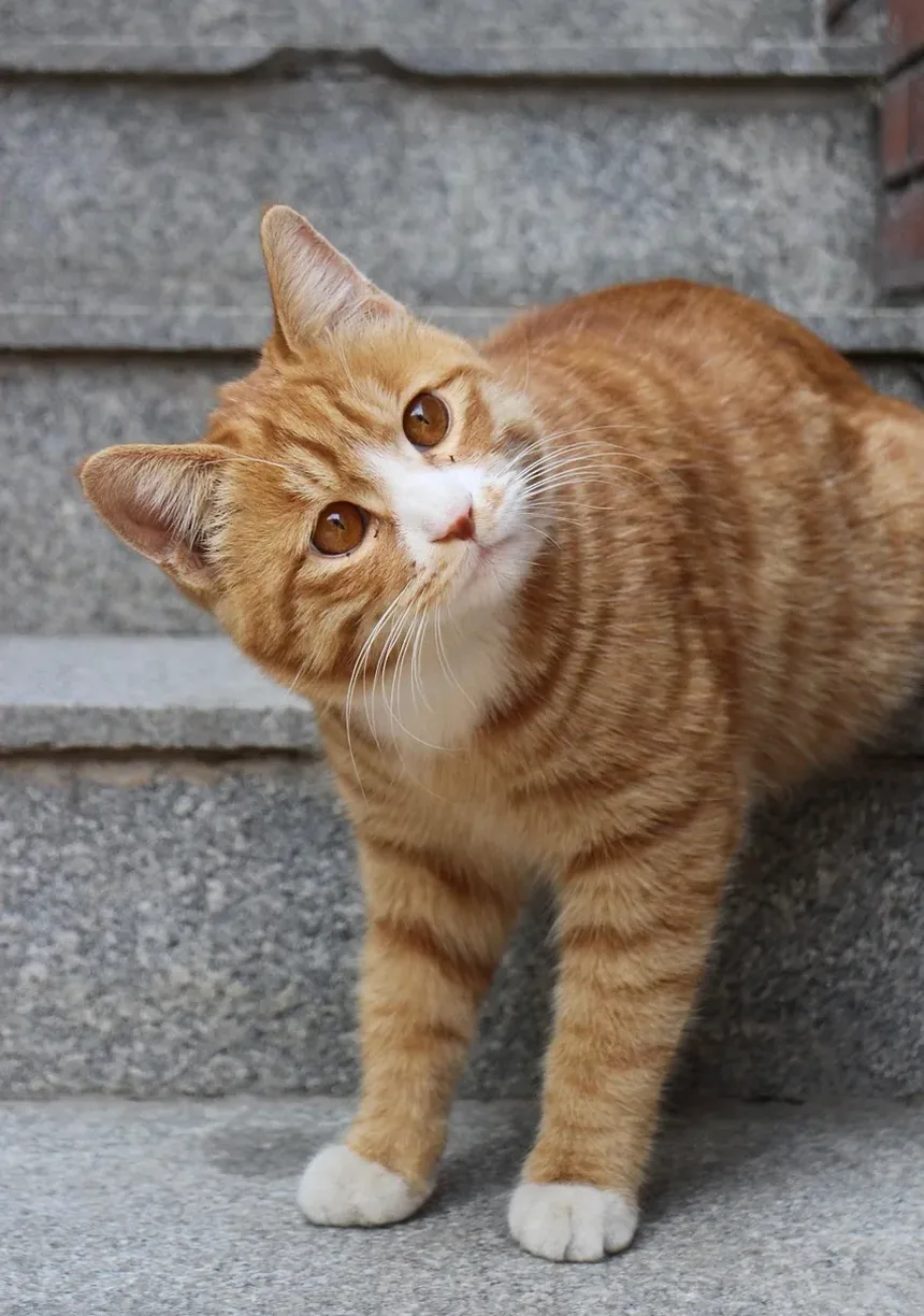 Remédios Caseiros para Feridas por Picada em Gatos: Cuidados e Tratamentos Eficazes