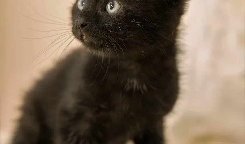Remédios Caseiros para Feridas por Picada em Gatos: Cuidados e Tratamentos Eficazes