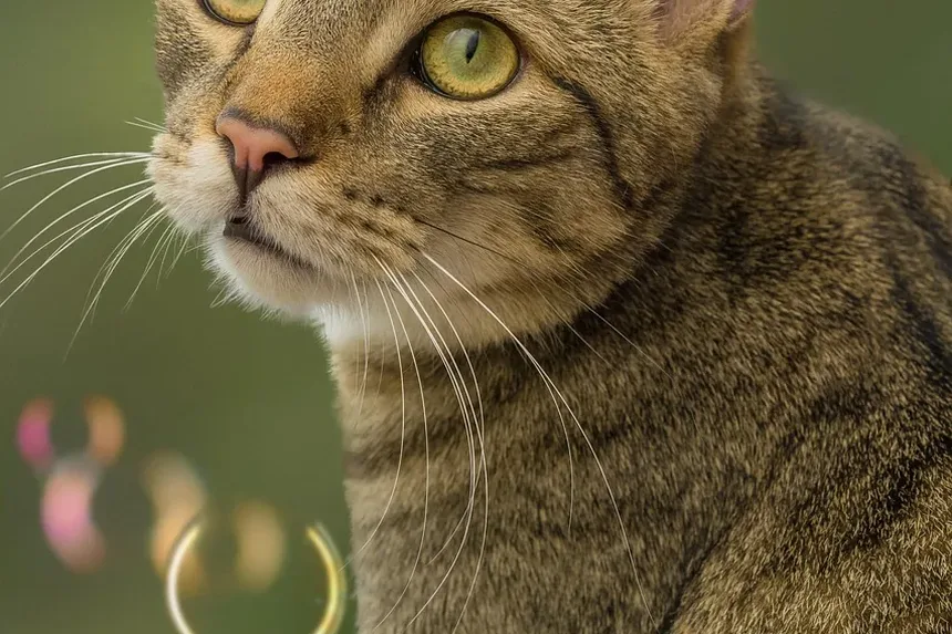 Remédios Caseiros para Feridas por Picada em Gatos: Cuidados e Tratamentos Eficazes