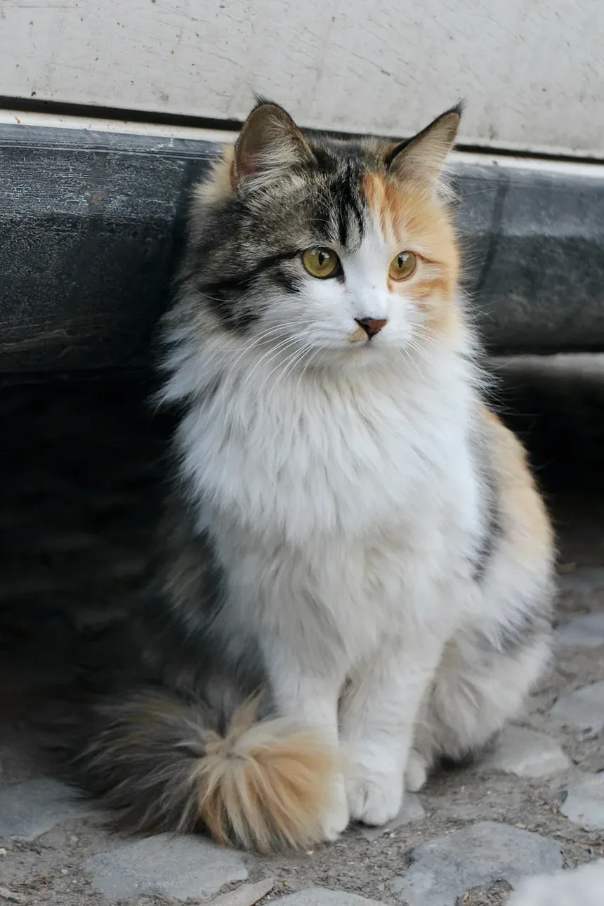 Remédios Caseiros para Gatos com Doença Cardíaca