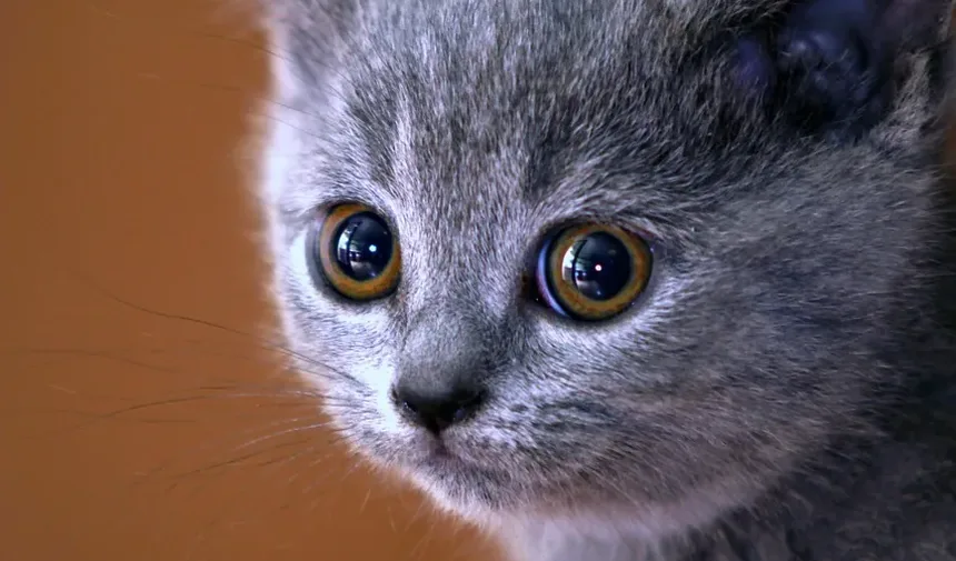 Remédios Caseiros para Gatos com Doença Cardíaca