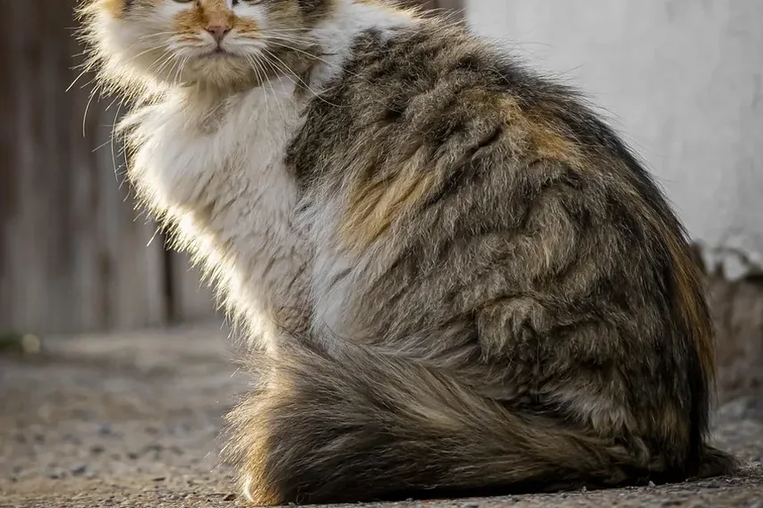 Remédios Caseiros para Gatos com Doença Cardíaca