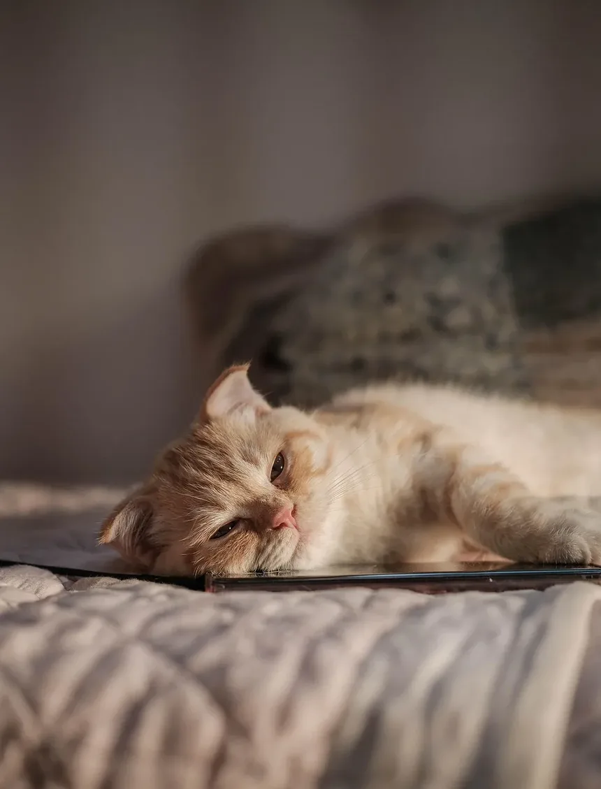 Remédios Caseiros para Gatos que Lambem Feridas: Soluções Eficazes