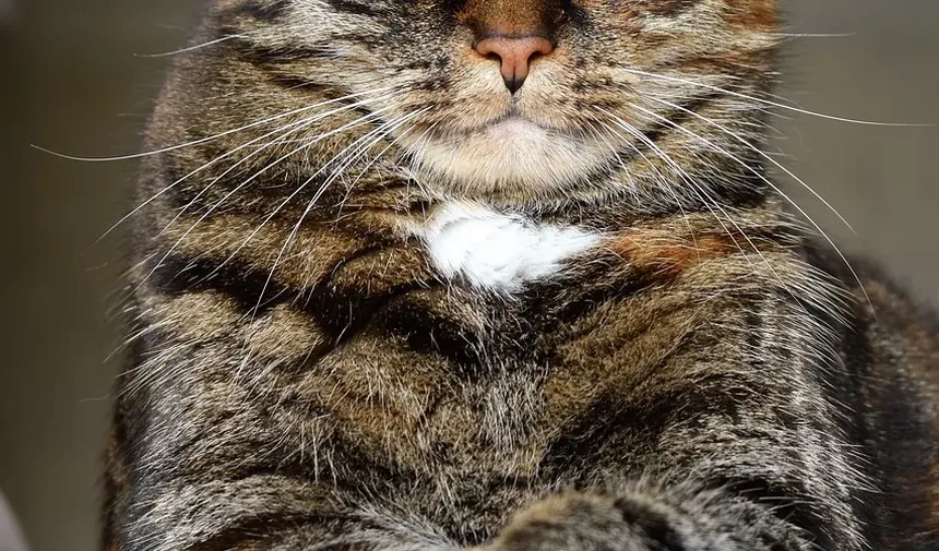 Remédios Caseiros para Gatos que Lambem Feridas: Soluções Eficazes
