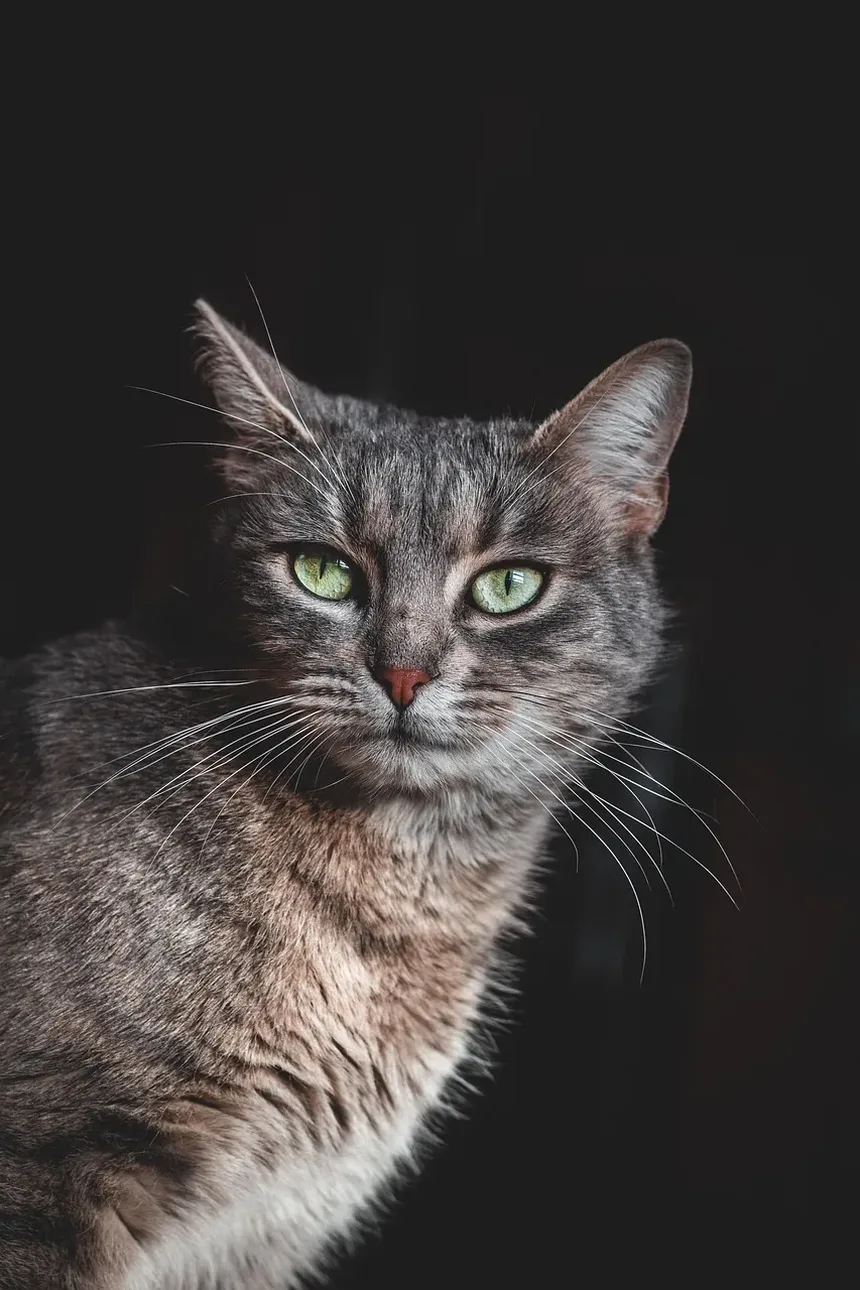 Como Tratar os Olhos Irritados do Seu Gato: Um Guia Completo